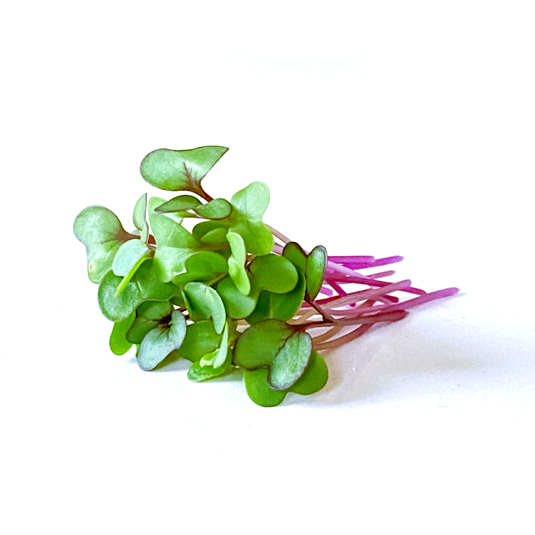 Purple Kohlrabi