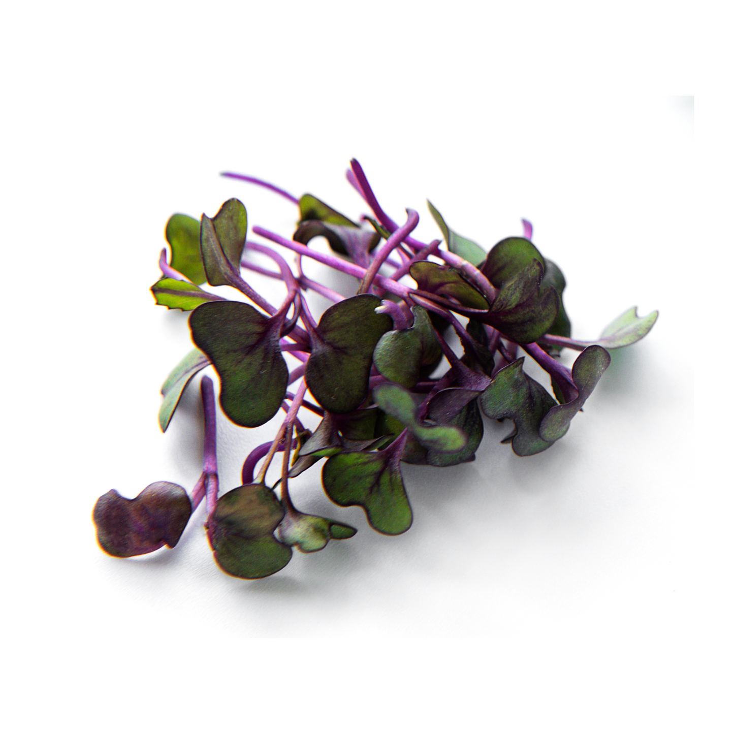 Purple Radish