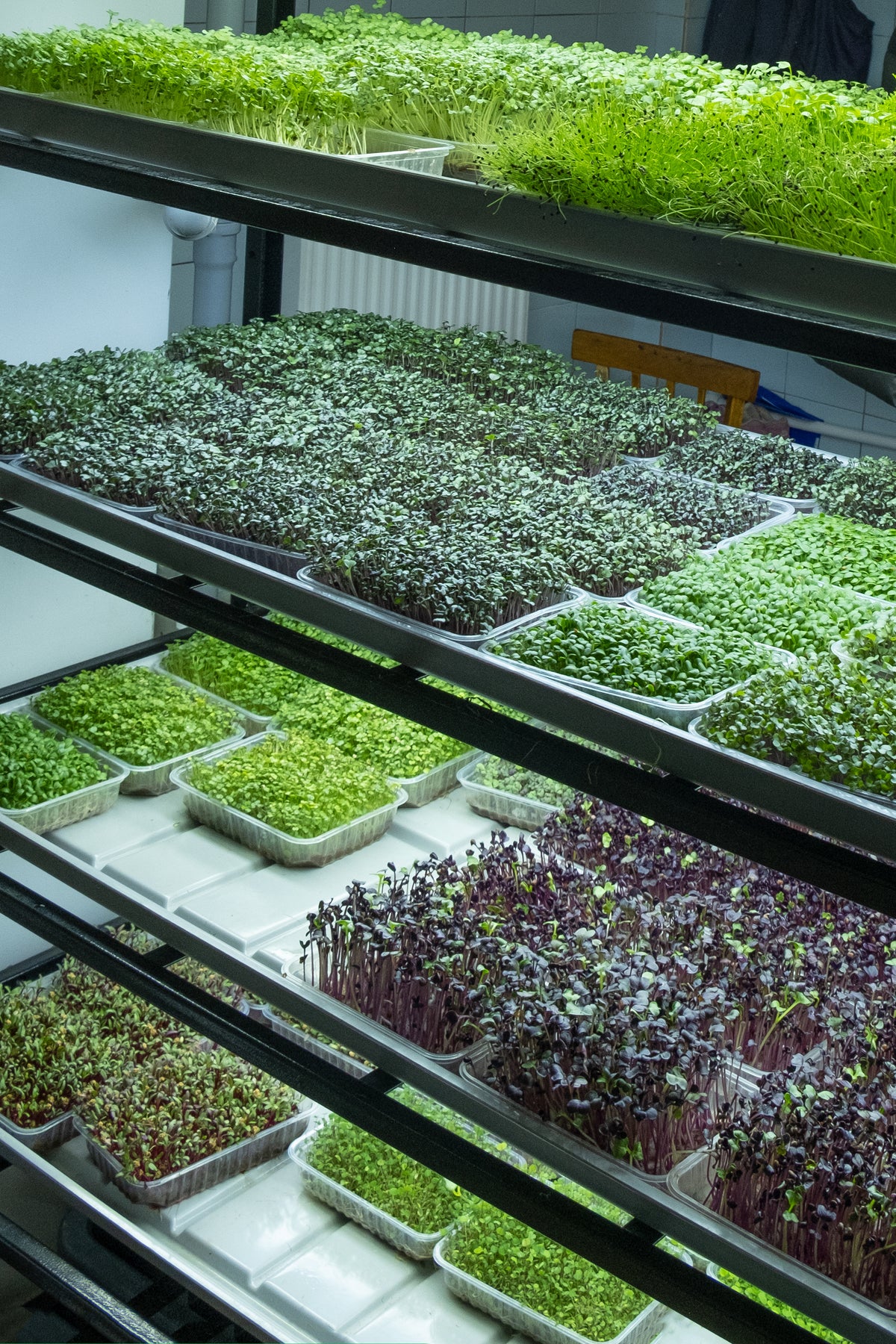 12+ Indoor Microgreen Farm Grubble PH — Hydroponic Indoor Grown Greens