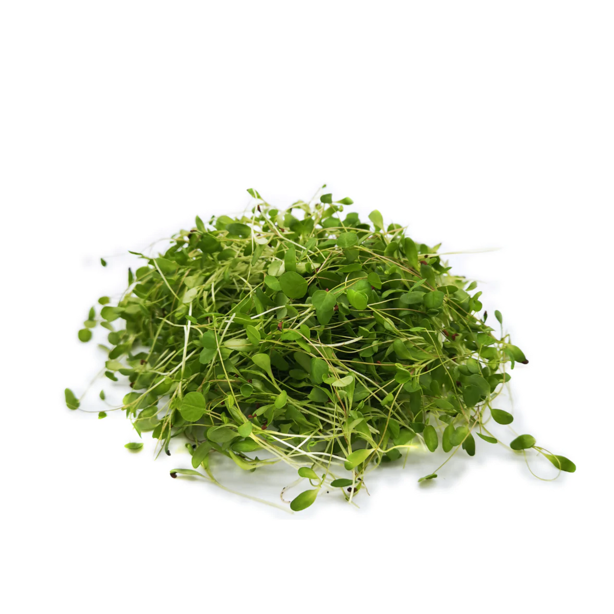 7+ Alfalfa Microgreen Grubble PH | Alfalfa Microgreens