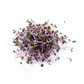 Red Cabbage