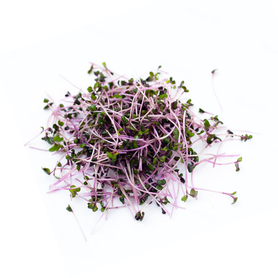 Grubble PH | Red Cabbage (Rubies) Microgreens